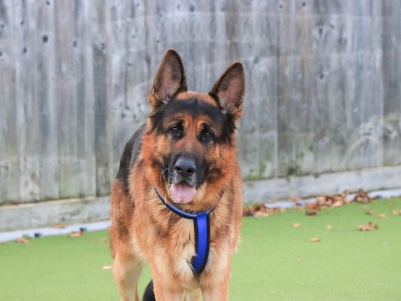 Herman, a 4 years old male German Shepherd available for adoption from Dogs Trust in Evesham, West Midlands