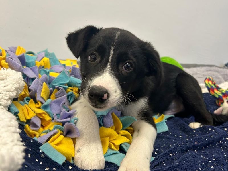 Border Collie Dogs And Puppies For Adoption