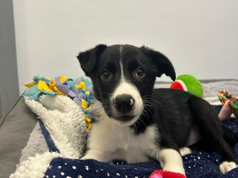 Border Collie for adoption in Ballymena, County Antrim – 4 months old - Image 2 of 2
