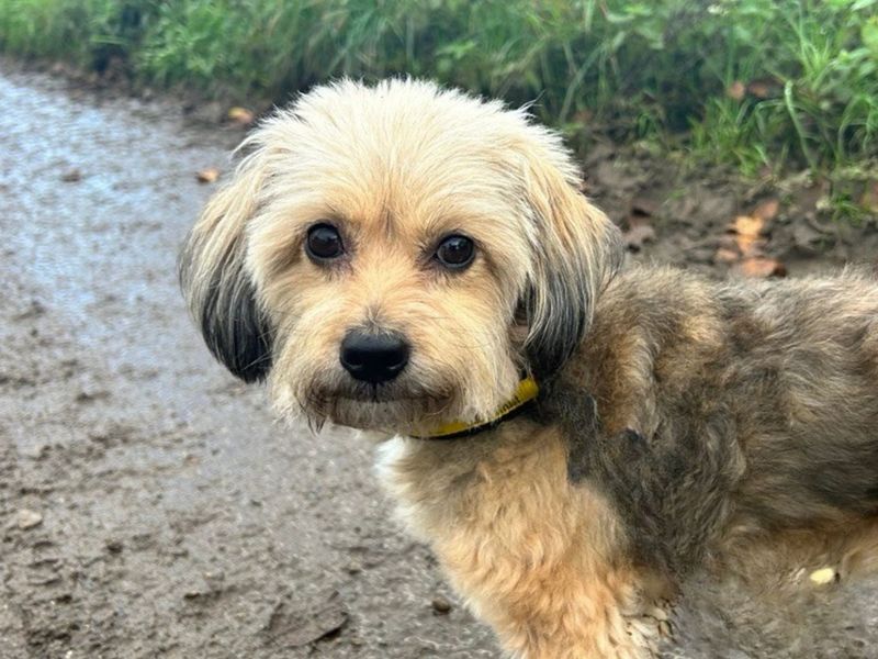 Poodle for adoption in Snetterton, Norfolk – 8 years old