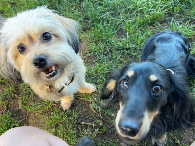 Poodle for adoption in Snetterton, Norfolk – 8 years old - Image 2 of 2