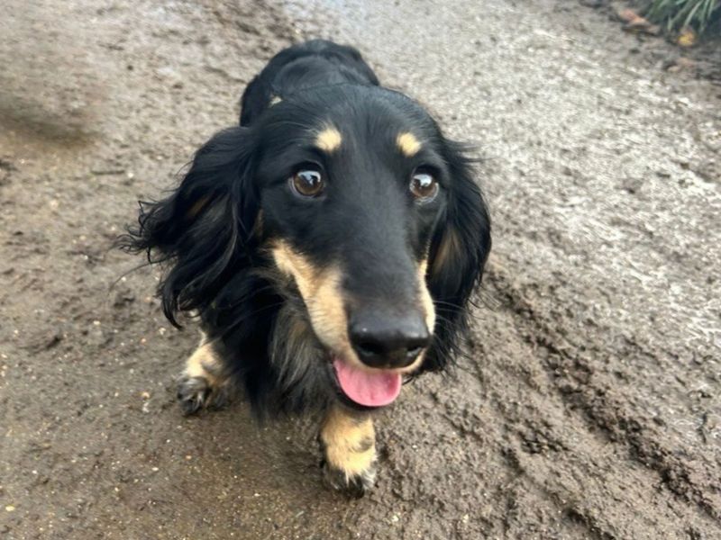 Dachshund for adoption in Snetterton, Norfolk – 2 years old