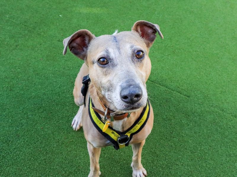 Lainey, a 6 years old female Lurcher available for adoption from Dogs Trust in Evesham, West Midlands