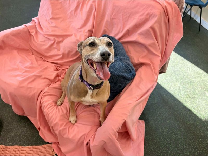 Lainey, a 6 years old female Lurcher available for adoption from Dogs Trust in Evesham, West Midlands