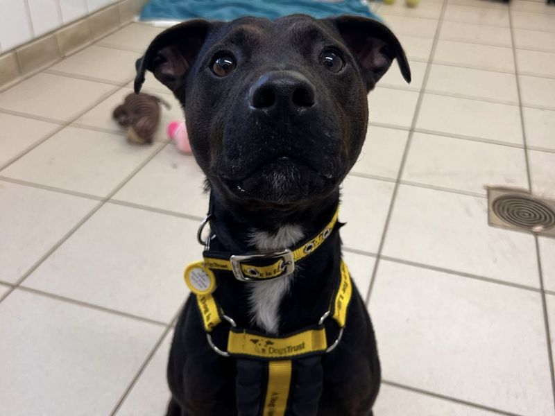 Radish, a 4 years old male Terrier available for adoption from Dogs Trust in Harefield, Greater London