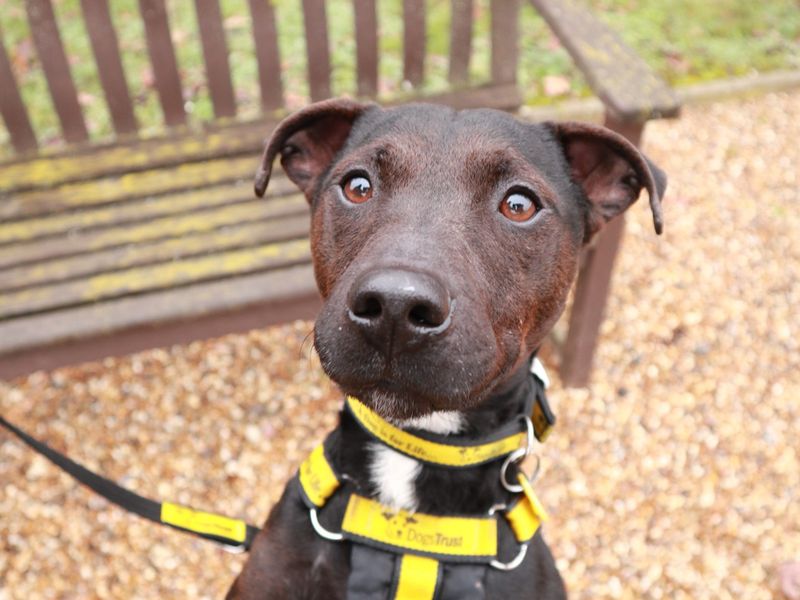 Radish, a 4 years old male Crossbreed available for adoption from Dogs Trust in Harefield, Greater London