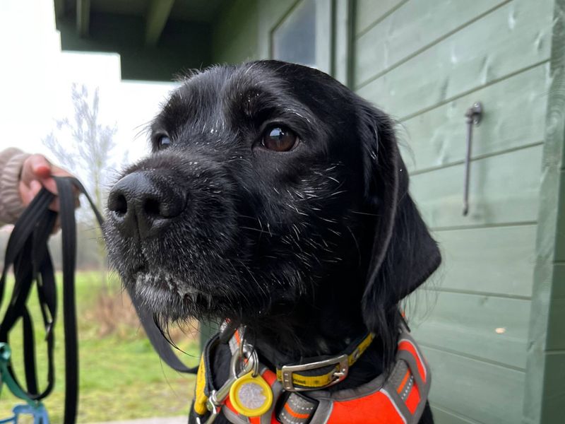 Springer Spaniel for adoption in Uxbridge, London – 2 years old - Image 6 of 6