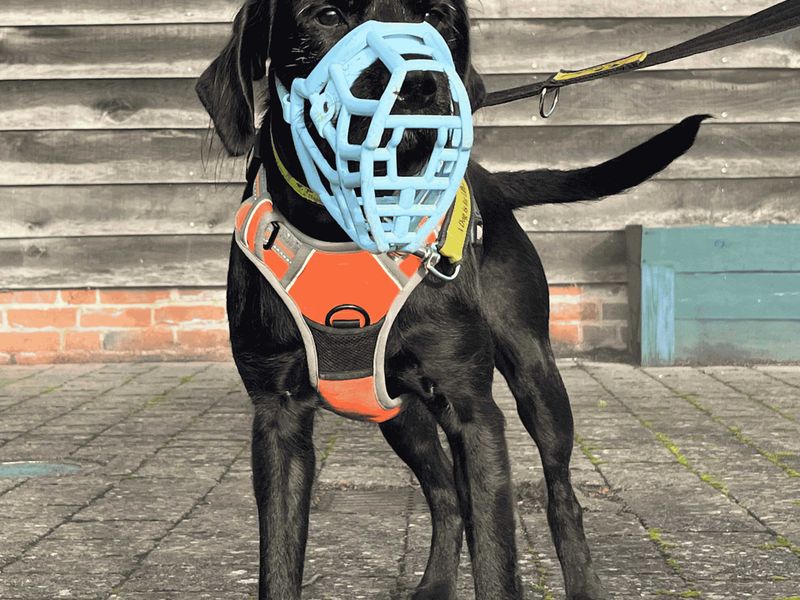 Springer Spaniel for adoption in Uxbridge, London – 2 years old - Image 2 of 6