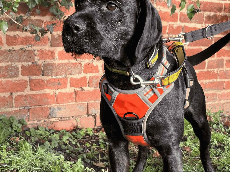 Springer Spaniel for adoption in Uxbridge, London – 2 years old - Image 3 of 6