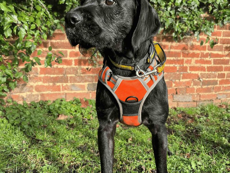 Springer Spaniel for adoption in Uxbridge, London – 2 years old - Image 4 of 6