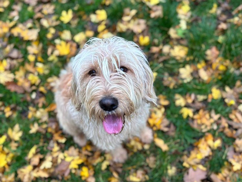 Poodle for adoption in Telford, Shropshire – 1 year old