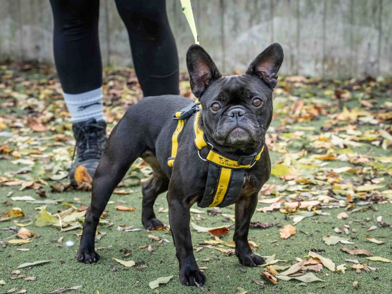 Bon Bon - Image 2 of 2