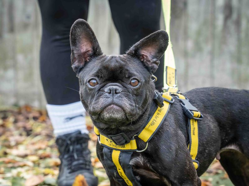 Bon Bon, a 4 years old female Unknown available for adoption from Dogs Trust in Loughborough, Leicestershire