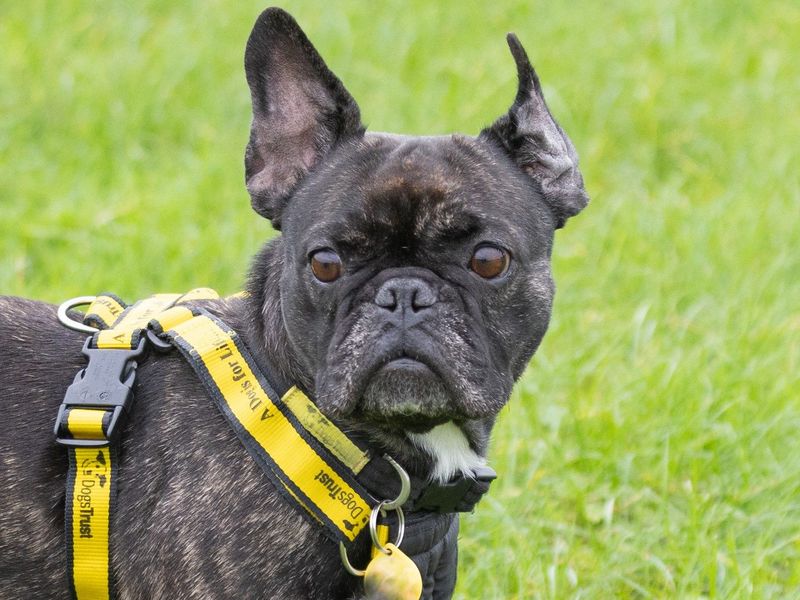 French Bulldog for adoption in Wymeswold, Leicestershire – 4 years old
