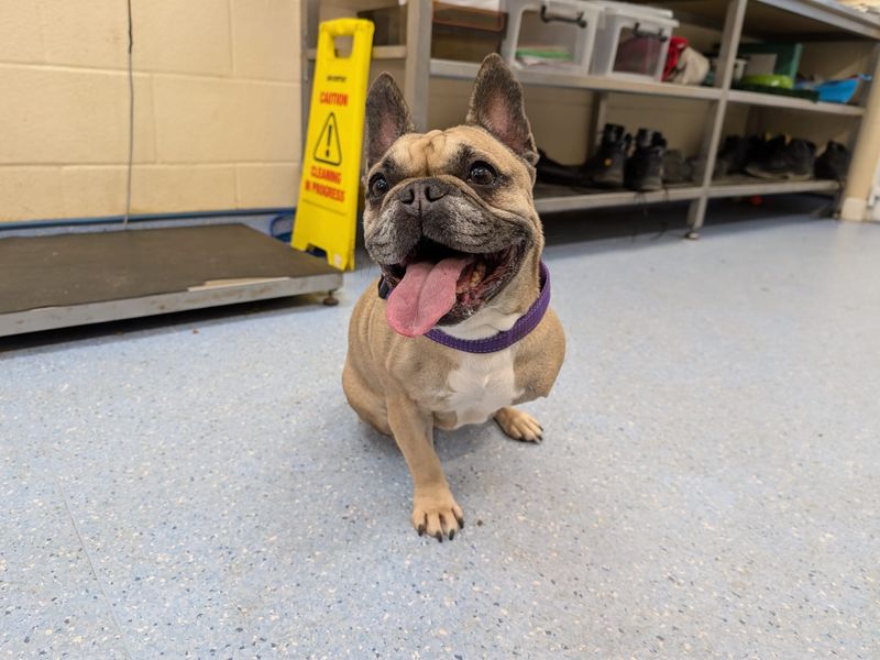 French Bulldog for adoption in Wymeswold, Leicestershire – 7 years old - Image 2 of 2