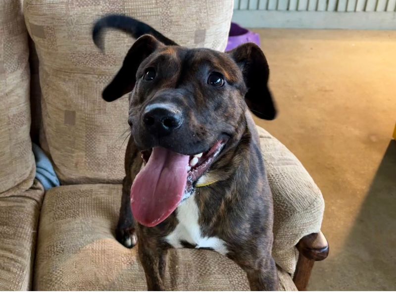 Russell | Terrier (Staffordshire Bull) Cross | Snetterton (Norfolk) - 1