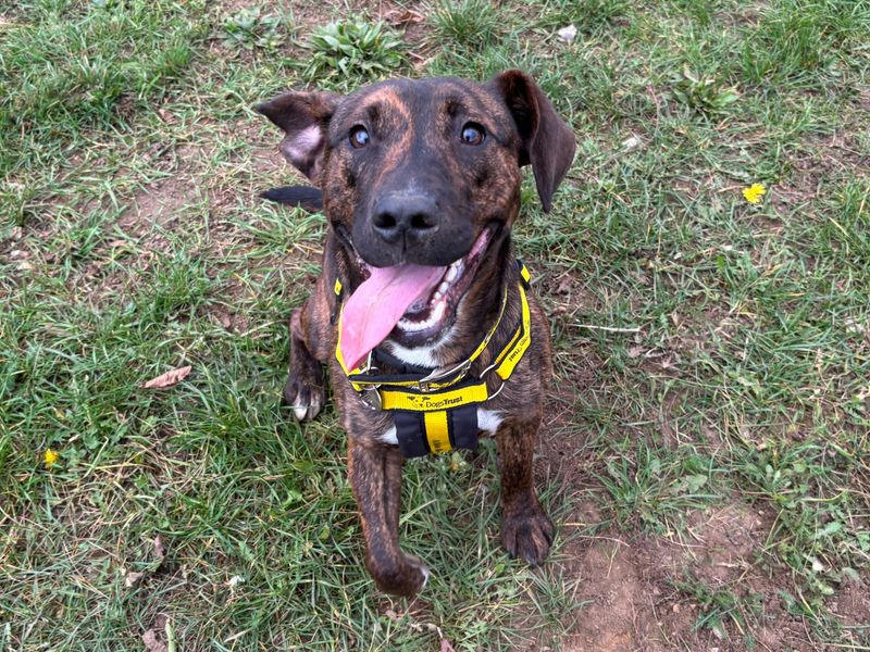 Staffordshire Bull Terrier for adoption in Snetterton, Norfolk – 1 year old - Image 2 of 2