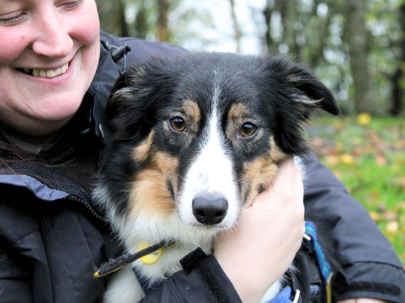 Cindy | Collie (Border) | Merseyside (Liverpool) - 1