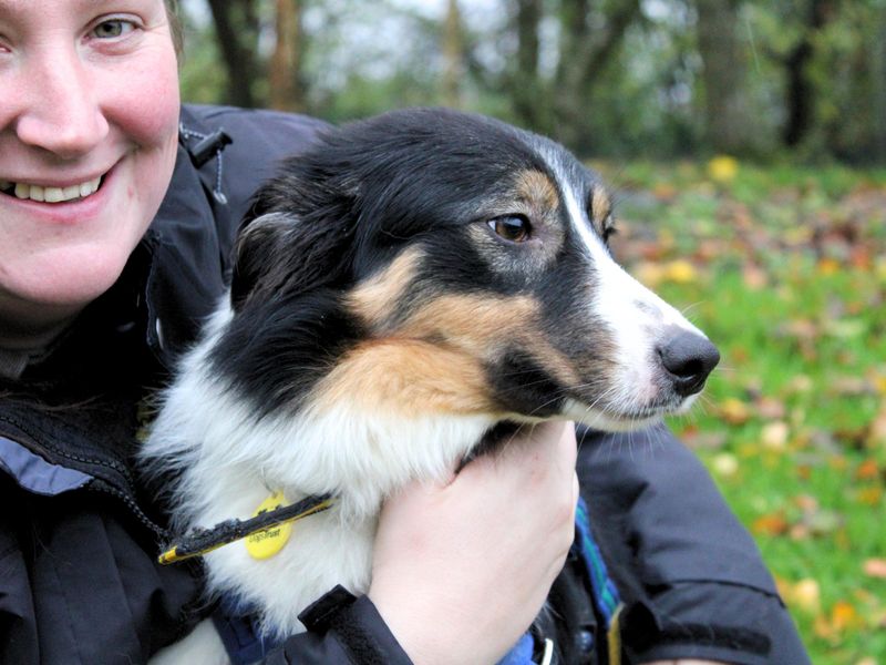 Border Collie for adoption in Liverpool, Merseyside – 10 months old - Image 2 of 3