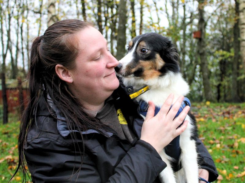 Border Collie for adoption in Liverpool, Merseyside – 10 months old - Image 3 of 3