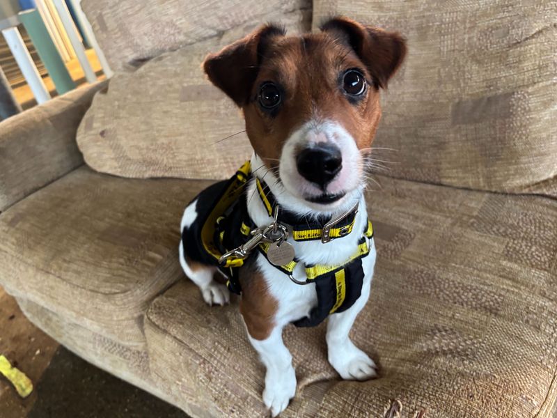 Bean | Terrier (Jack Russell) | Snetterton (Norfolk) - 1