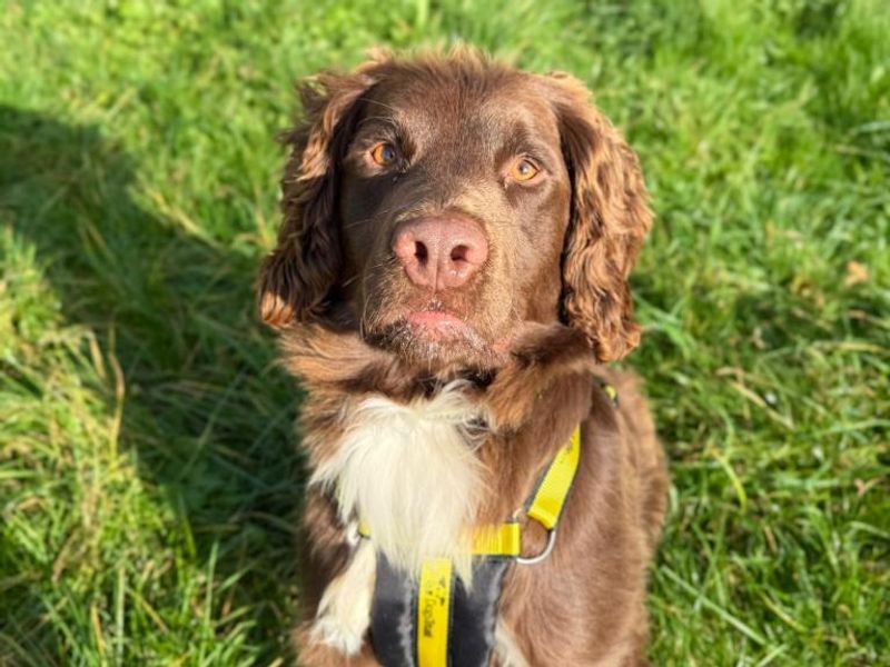 Freddie | Spaniel (English Springer) Cross | Shrewsbury (Shropshire) - 3