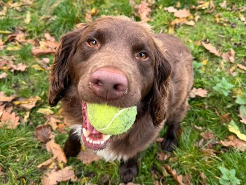 Springer Spaniel for adoption in Telford, Shropshire – 3 years old