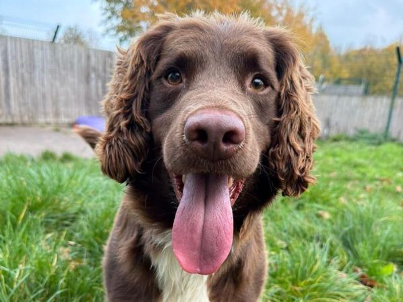 Springer Spaniel for adoption in Telford, Shropshire – 3 years old - Image 3 of 3