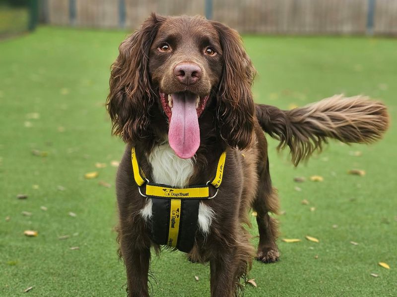Freddie | Spaniel (English Springer) Cross | Shrewsbury (Shropshire) - 1