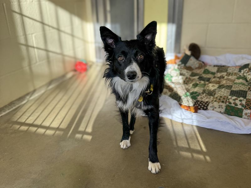 Jim, a 2 years old male Collie available for adoption from Dogs Trust in Basildon, Essex