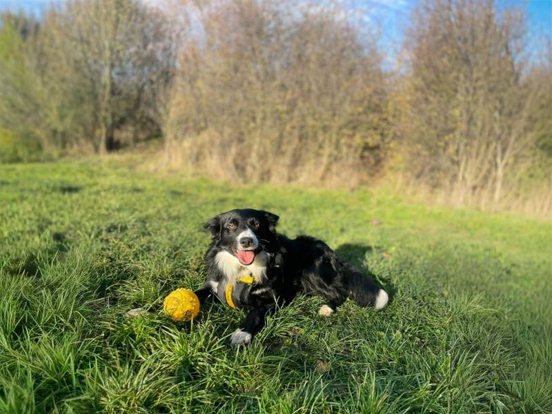 Jim, a 2 years old male Collie available for adoption from Dogs Trust in Basildon, Essex