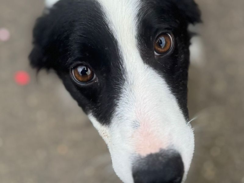 Border Collie for adoption in Uxbridge, London – 3 years old - Image 3 of 3