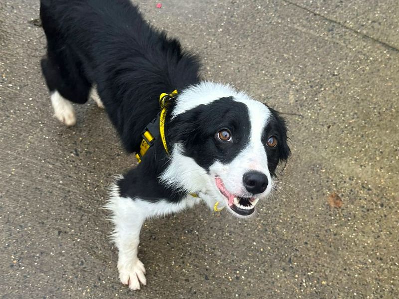 Border Collie for adoption in Uxbridge, London – 3 years old
