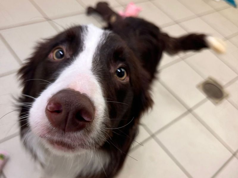 Border Collie for adoption in Uxbridge, London – 10 months old