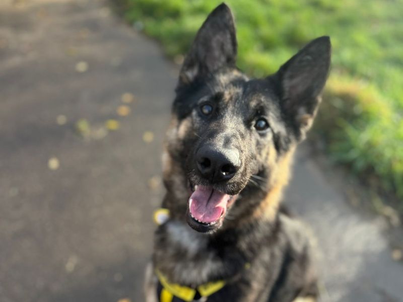 Velma | German Shepherd Dog | Shrewsbury (Shropshire) - 1