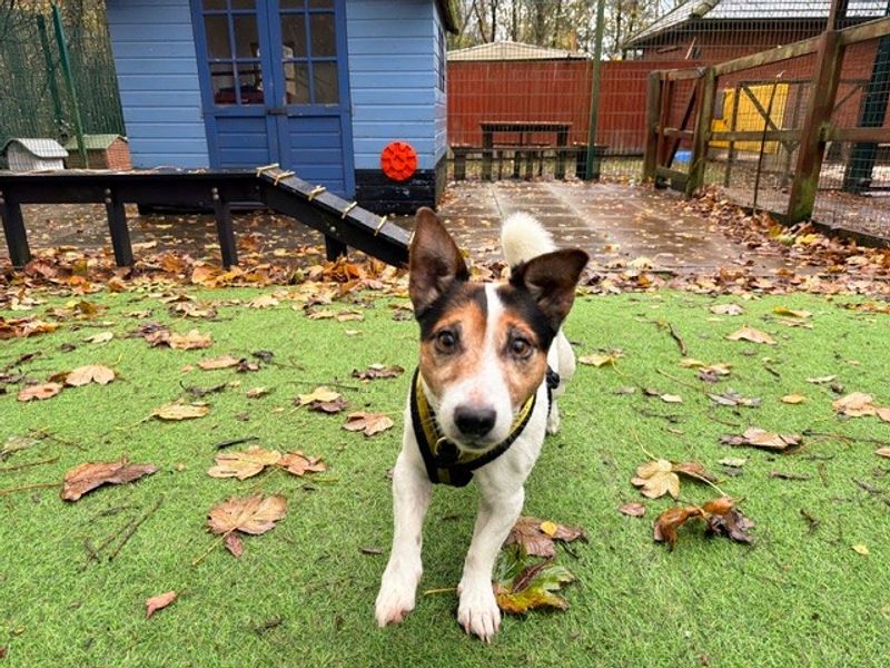 Jack Russell Terrier for adoption in Liverpool, Merseyside – 8 years old - Image 4 of 4