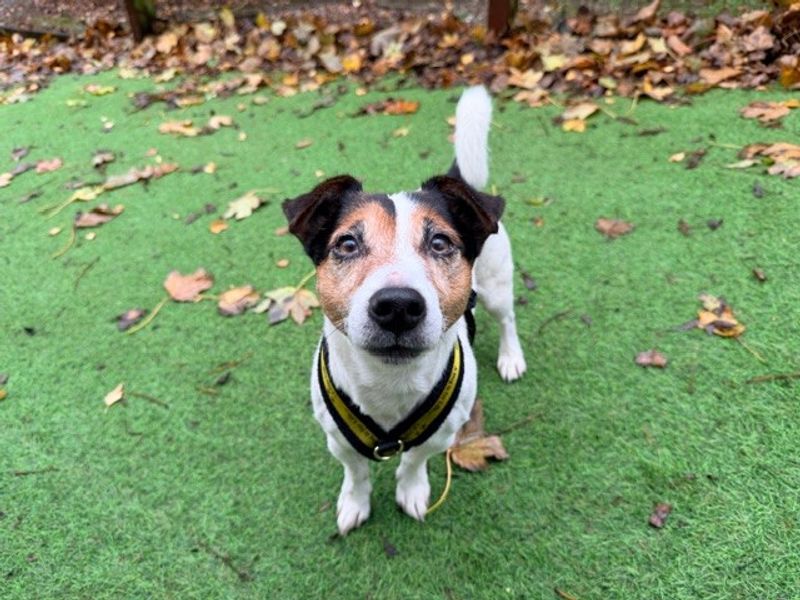 Sparky, a 8 years old male Unknown available for adoption from Dogs Trust in Merseyside, Liverpool
