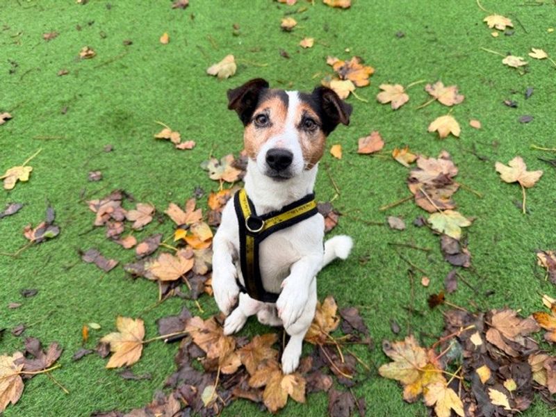Jack Russell Terrier for adoption in Liverpool, Merseyside – 8 years old - Image 2 of 4