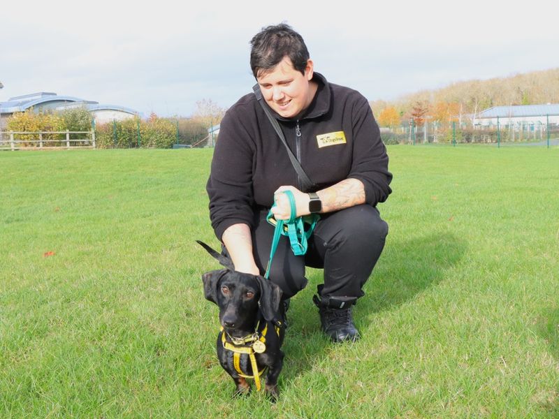 Dachshund for adoption in Evesham, Worcestershire – 4 years old - Image 2 of 2