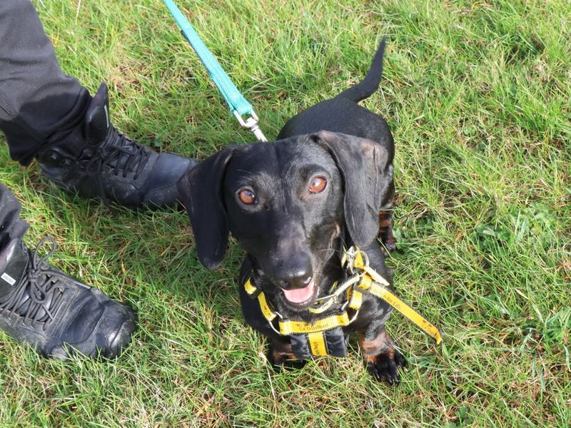 Dachshund for adoption in Evesham, Worcestershire – 4 years old