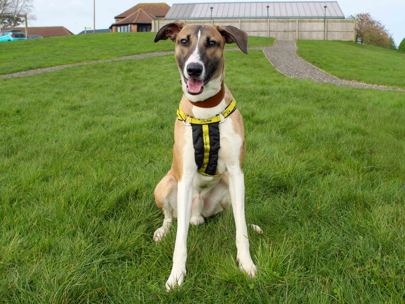Buster, a 2 years old male Saluki available for adoption from Dogs Trust in County Durham
