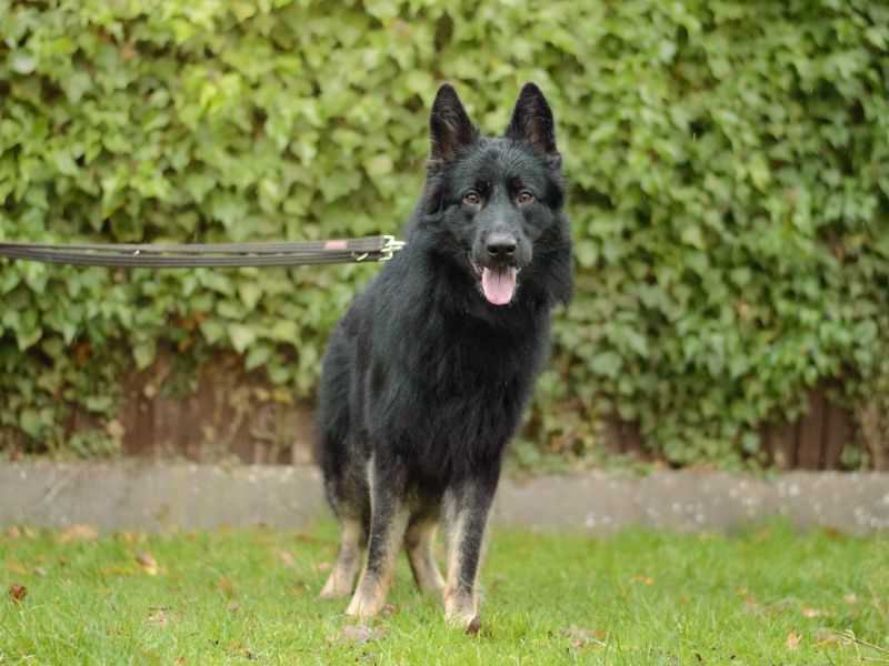 Cody | German Shepherd Dog | Kenilworth (West Midlands) - 1