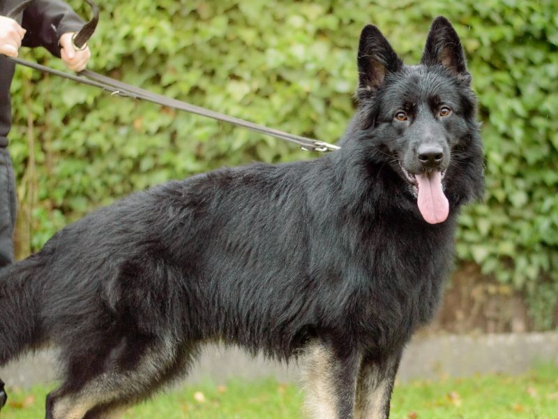 German Shepherd for adoption in Kenilworth, Warwickshire – 1 year old - Image 2 of 3