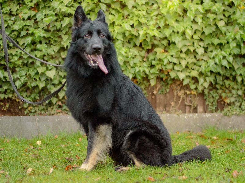 German Shepherd for adoption in Kenilworth, Warwickshire – 1 year old - Image 3 of 3
