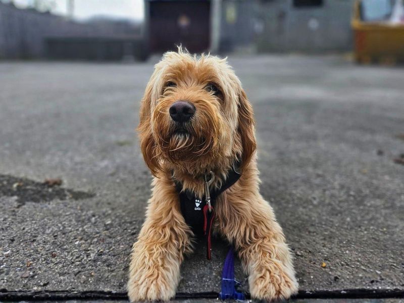 Bernie | Retriever (Golden) Cross | Salisbury (Wiltshire) - 1