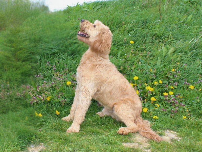 Bernie | Retriever (Golden) Cross | Salisbury (Wiltshire) - 1