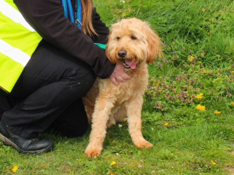 undefined | Retriever (Golden) Cross | undefined - 2