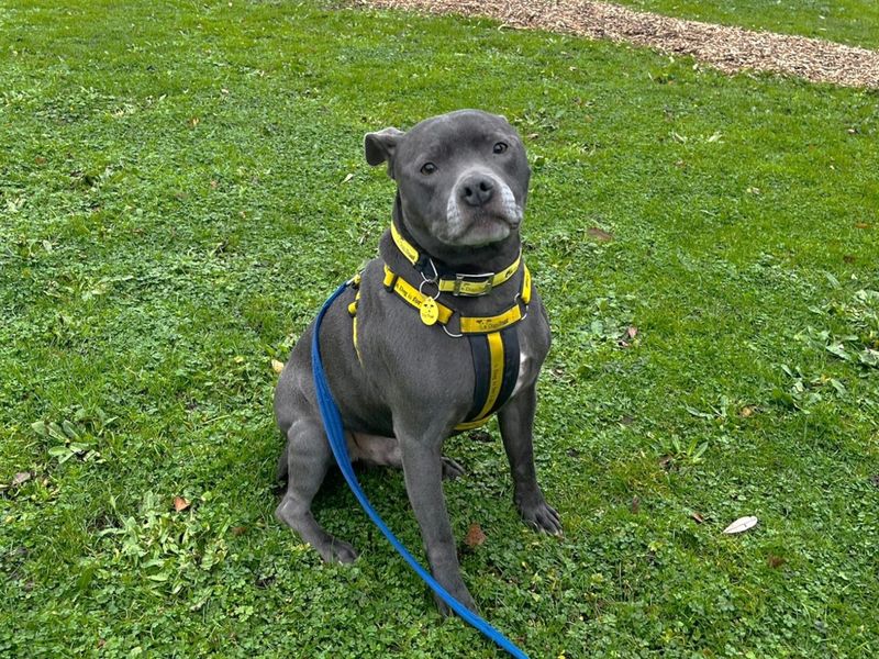 Staffordshire Bull Terrier for adoption in Chestfield, Kent – 6 years old