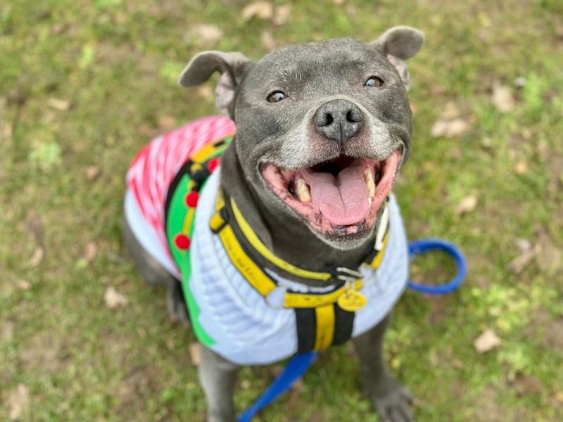 Gunston - Image 2 of 2