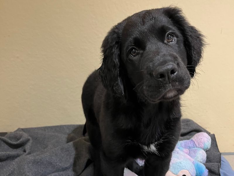 Border Collie for adoption in Ballymena, County Antrim – 5 months old - Image 3 of 3